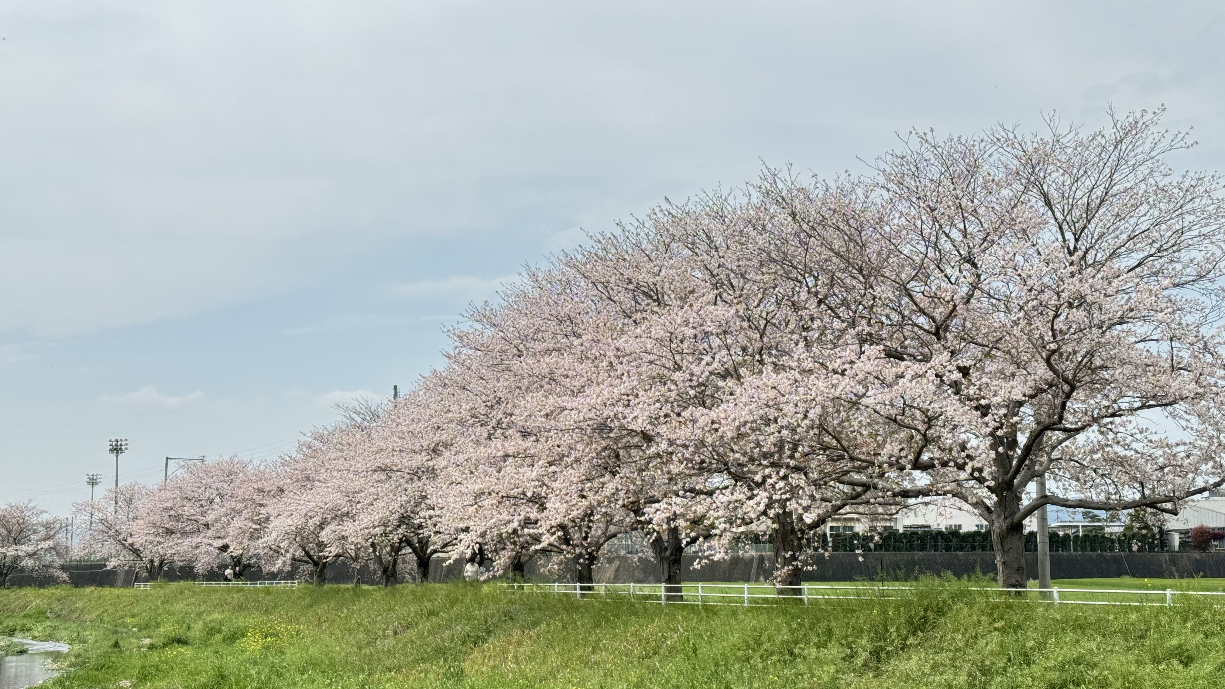 Cherry blossoms in Fukuoka